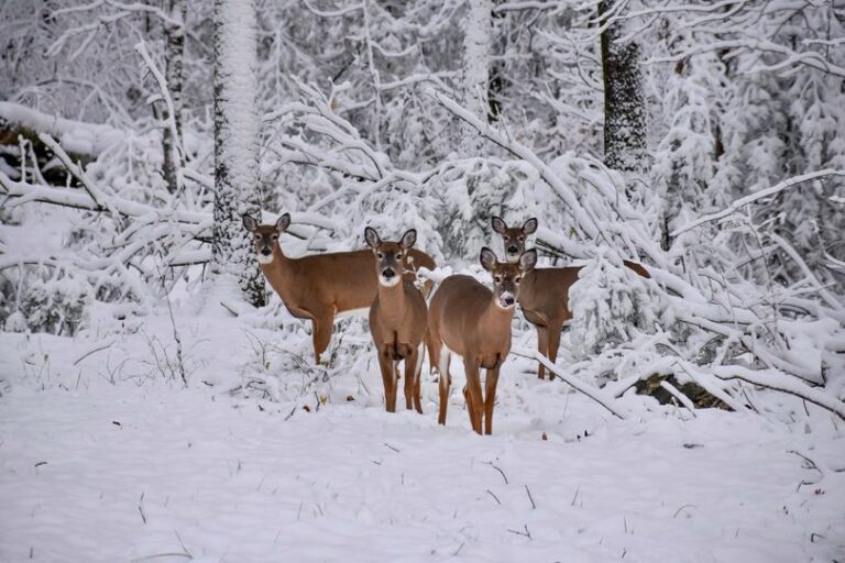 Massachusetts shotgun deer hunting season opens Monday Berkshire