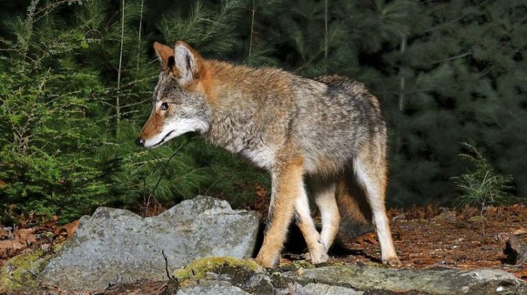 ma-f-w-board-to-hold-public-hearing-on-new-coyote-fur-bearing-hunting